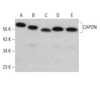 CAPON Antibody (C-9) - Western Blotting - Image 381816 