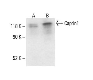 Caprin1 Antibody (F-3) - Western Blotting - Image 411080 