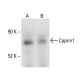 Caprin1 Antibody (F-3) - Western Blotting - Image 411081