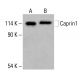 Caprin1 Antibody (F-3) - Western Blotting - Image 416499 
