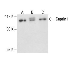 Caprin1 Antibody (G-10) - Western Blotting - Image 411082