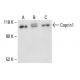 Caprin1 Antibody (G-10) - Western Blotting - Image 411082