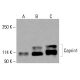 Caprin1 抗体 (G-10):sc-518252。HeLa (A)、K-562 (B) 和 HCT-116 (C) 全细胞裂解液中 Caprin1 表达的 Western blot 分析。所用检测试剂:m-IgG Fc BP-HRP:sc-525409。 Caprin1 Antibody (G-10) - Western Blotting - Image 416500