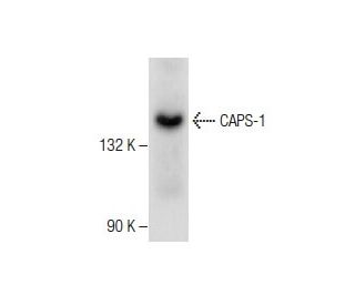 CAPS-1 Antibody (G-12) - Western Blotting - Image 282597 