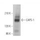 CAPS-1 Antibody (G-12) - Western Blotting - Image 369427 