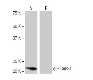 CAPS1 Antibody (6D8) - Western Blotting - Image 64888