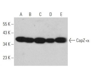 CapZ-&alpha; Antibody (C-7) - Western Blotting - Image 374642 