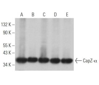 CapZ-&alpha; Antibody (H-9) - Western Blotting - Image 367126 