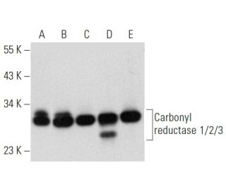 Carbonyl reductase 1/2/3 Antibody (E-5) - Western Blotting - Image 357346 