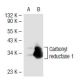Carbonyl reductase 1 Antibody (Z-8) - Western Blotting - Image 41608
