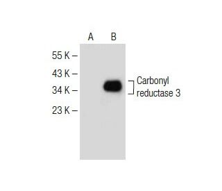 Carbonyl reductase 3 Antibody (E-12) - Western Blotting - Image 150238
