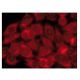 CARD 10 Antibody (B-4) - Immunofluorescence - Image 142842 