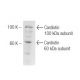 Cardiotin Antibody (R2G) - Western Blotting - Image 47813