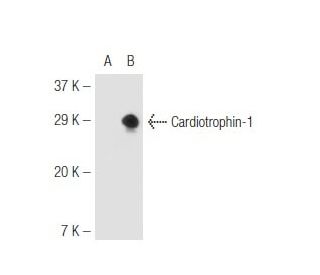 Cardiotrophin-1 Antibody (4916) - Western Blotting - Image 54564 