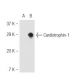 Cardiotrophin-1 Antibody (4916) - Western Blotting - Image 54564 