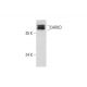 CARKD Antibody (A-1) - Western Blotting - Image 323782