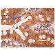 CARKL Antibody (H-5) - Immunohistochemistry - Image 157919 