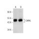 CARKL Antibody (H-5) - Western Blotting - Image 155311 