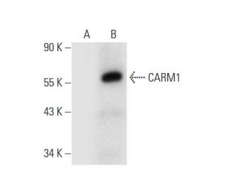 CARM1 Antibody (B-10) - Western Blotting - Image 309598