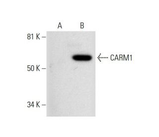 CARM1 Antibody (G-2) - Western Blotting - Image 294825