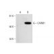 CARM1 Antibody (G-2) - Western Blotting - Image 294825