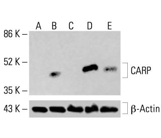 CARP Antibody (E-3) - Western Blotting - Image 415384
