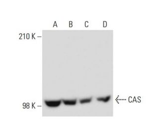 CAS Antibody (H-2) - Western Blotting - Image 138973 