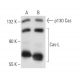 Cas-L Antibody (14A11) - Western Blotting - Image 11056