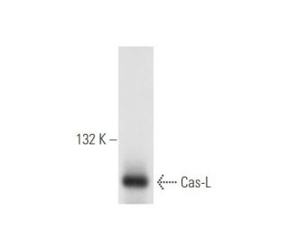 Cas-L Antibody (2B11) - Western Blotting - Image 58275 