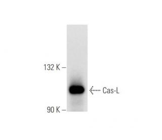 Cas-L Antibody (2G9) - Western Blotting - Image 58274 