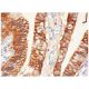 CAS4 Antibody (H-3) - Immunohistochemistry - Image 284893 