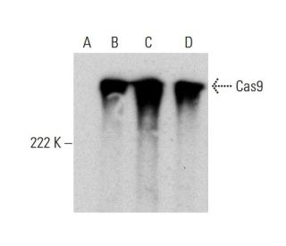 Cas9 Antibody (7A9-3A3) - Western Blotting - Image 384064 