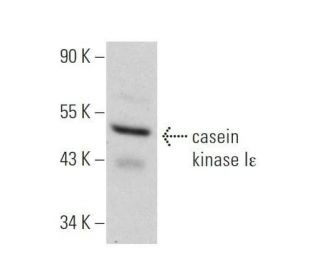 casein kinase I&epsilon; Antibody (A-6) - Western Blotting - Image 355261 