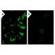casein kinase Iα siRNA (h): sc-29912. Immunofluorescence staining of methanol-fixed, control HeLa (A) and casein kin