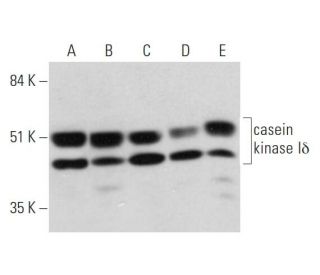 casein kinase I&delta; Antibody (C-4) - Western Blotting - Image 333573 