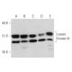casein kinase Iδ Antibody (C-4) - Western Blotting - Image 333573 