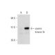 casein kinase Iδ Antibody (C-4) - Western Blotting - Image 333574