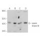 casein kinase Iδ Antibody (E-10) - Western Blotting - Image 355294 