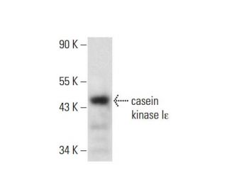 casein kinase I&epsilon; Antibody (D-7) - Western Blotting - Image 143369