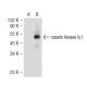casein kinase Iγ1 Antibody (A-6) - Western Blotting - Image 51325 