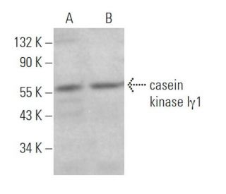 casein kinase I&gamma;1 Antibody (A-6) - Western Blotting - Image 374824 