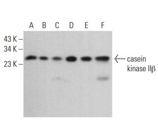 casein kinase IIβ Antibody (E-9) - Western Blotting - Image 381401