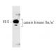 casein kinase IIα/α′ Antibody (31) - Western Blotting - Image 127483