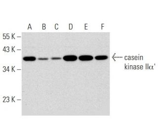 casein kinase II&alpha;&prime; Antibody (D-7) - Western Blotting - Image 320218 