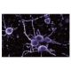 casein kinase IIβ Antibody (51) - Immunofluorescence - Image 60562