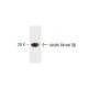 casein kinase IIβ Antibody (51) - Western Blotting - Image 60256 