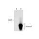 CASKIN2 Antibody (E-10) - Western Blotting - Image 298563