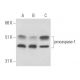caspase-1 Antibody (14F468) - Western Blotting - Image 17324 