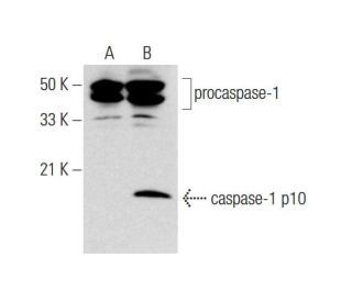 caspase-1 Antibody (14F468) - Western Blotting - Image 145055 