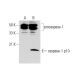 caspase-1 Antibody (14F468) - Western Blotting - Image 145055 